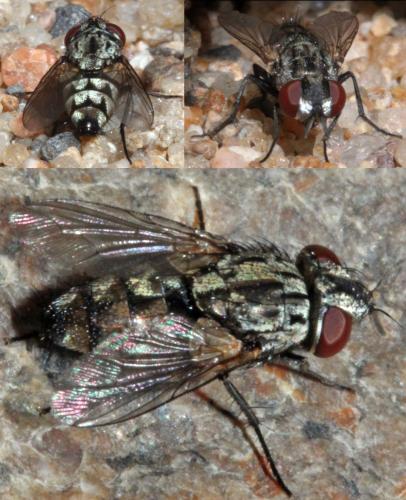 Réf. 330 932 : Metopia campestris